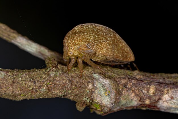 Treehopper Típico Adulto de la Familia Membracidae