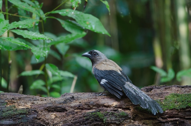 Treepie gris o Treepie del Himalaya