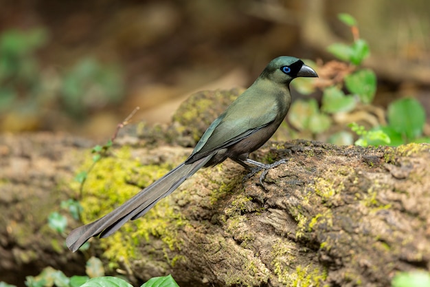 Treepie de raqueta