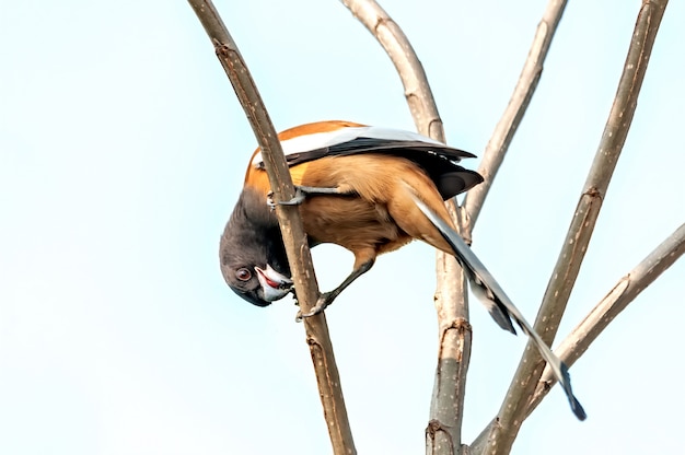 Treepie rufo disfrutando de la comida en un árbol