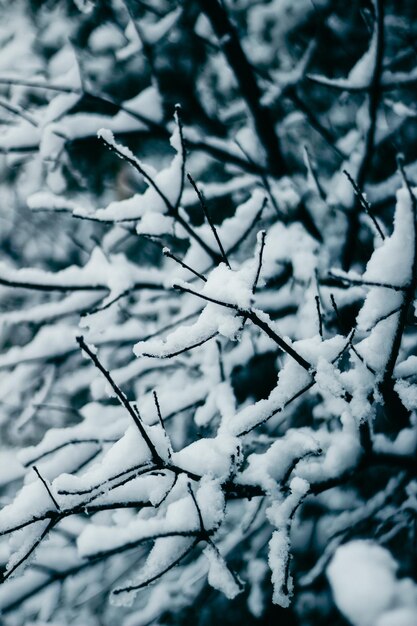 Treepine con nieve