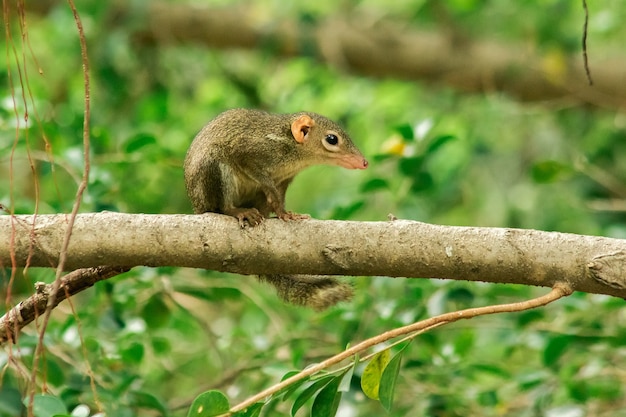 Treeshrew do norte em um galho