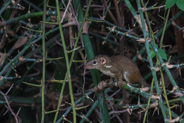 Treeshrew do norte (Tupaia belangeri) na floresta Tailândia