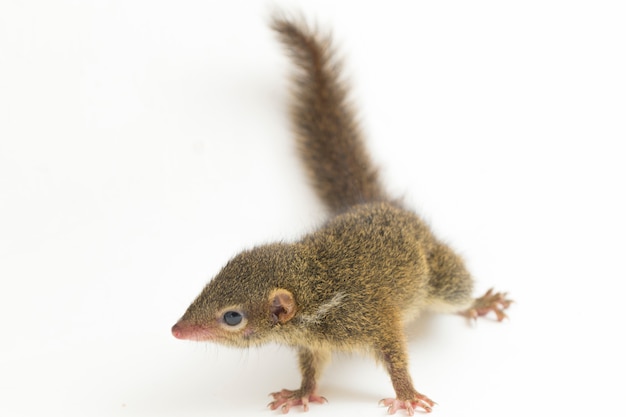 Treeshrew Javan de Horsfield em fundo branco