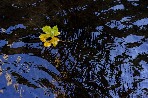 Treiben Sie auf ruhiger Wasseroberfläche im Park Blätter