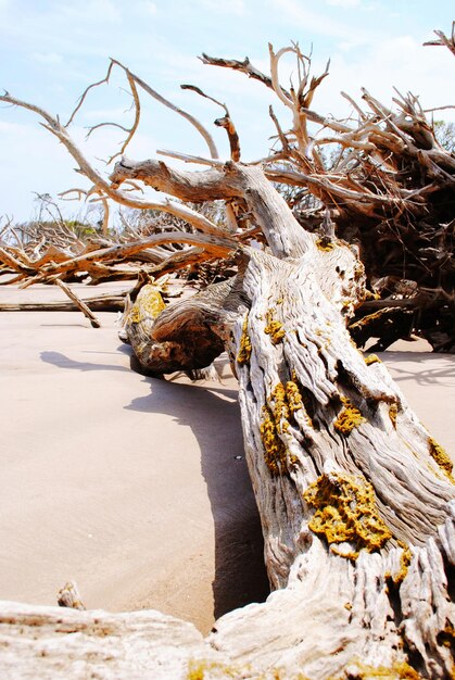 Foto treibholz am sandstrand