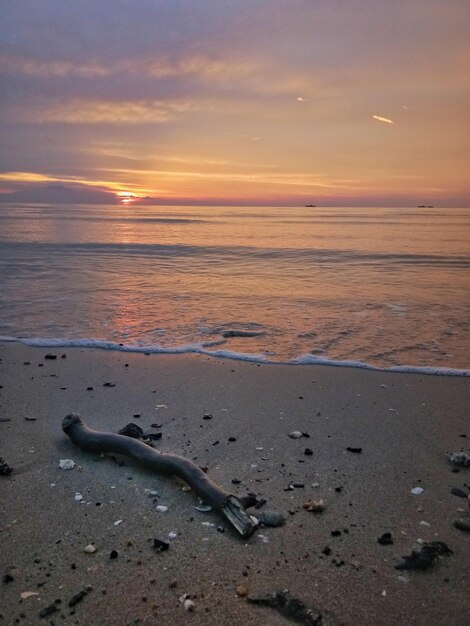 Foto treibholz am strand gegen den himmel beim sonnenuntergang