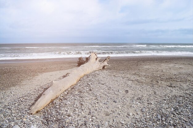 Foto treibholz am strand gegen den himmel.