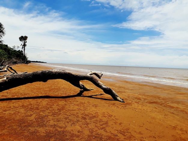 Foto treibholz am strand gegen den himmel