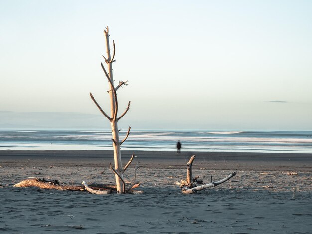 Foto treibholz am strand gegen den himmel