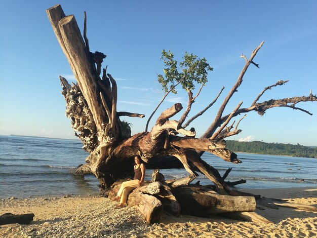 Treibholz am Strand vor klarem Himmel