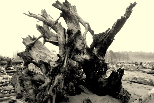 Foto treibholz am strand