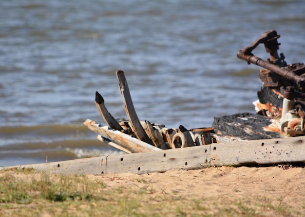 Foto treibholz am strand