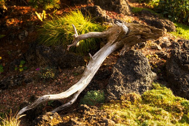 Treibholz auf Baumstamm im Wald