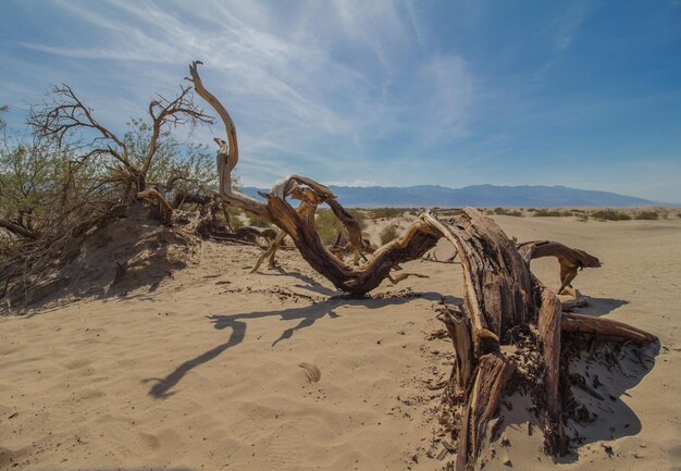 Foto treibholz auf dem sand am strand gegen den himmel