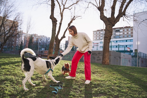 Treinador de cães treinando cães no campo com uma recompensa Mulher treinando seu cachorro no parque