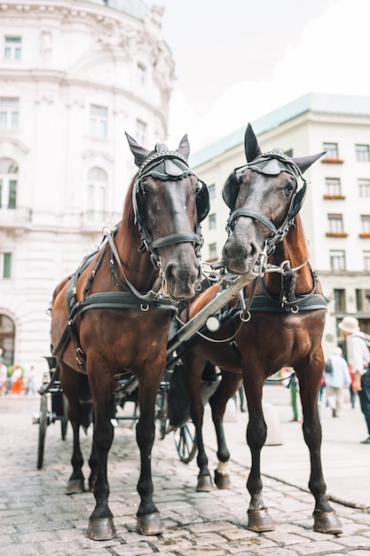 Treinador de cavalos tradicional Fiaker em Viena na Áustria