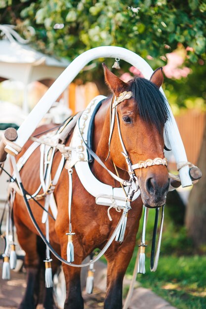 Treinador de cavalos tradicional na europa