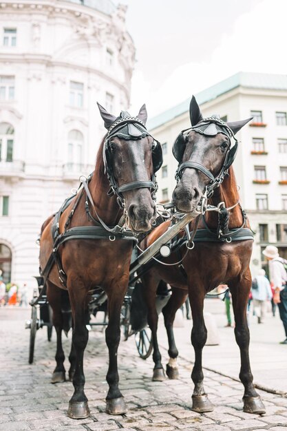 Foto treinador tradicional de cavalos fiaker em viena, áustria