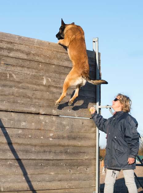 Treinamento de cachorro policial