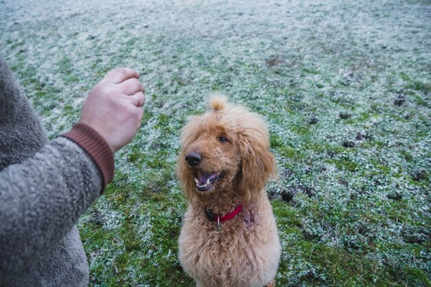 treinamento de cães de raça pura do poodle padrão real