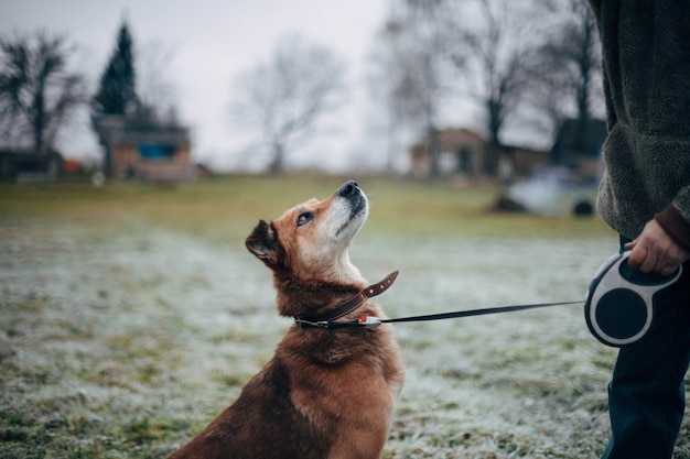 treinamento de cães na natureza usando comida