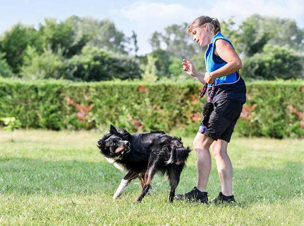 treinamento de cães para obediência com uma disciplina de border collie na natureza