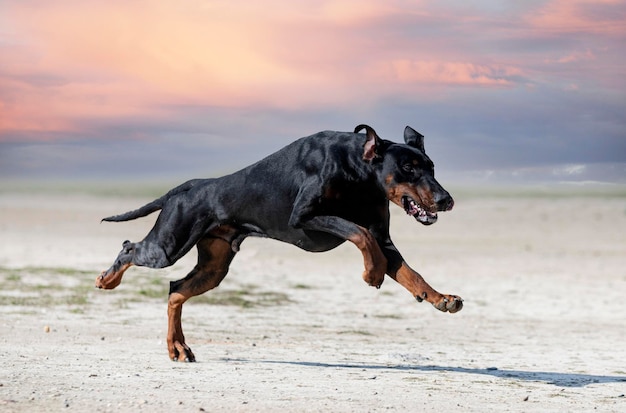 Treinamento de dobermann pinscher