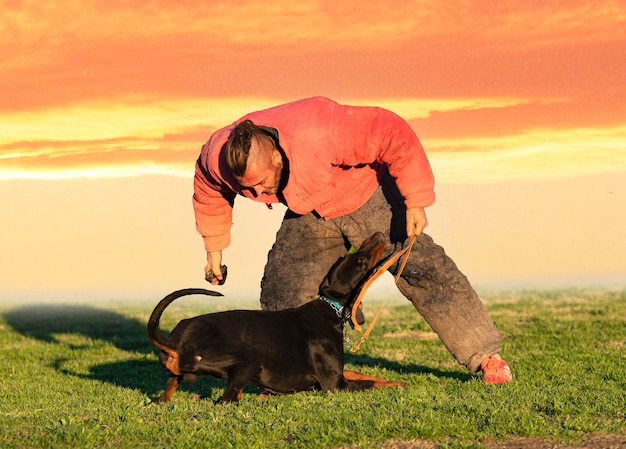 Treinamento de dobermann pinscher