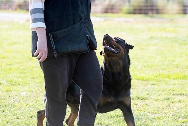 Foto treinamento de obediência com um rottweiler