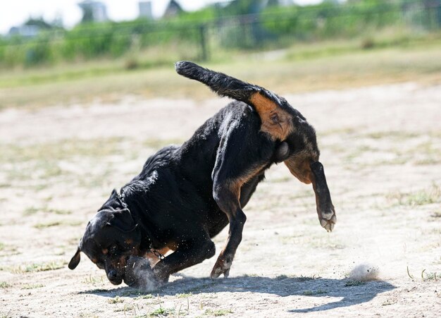 Treinamento de rottweiler para recuperar um objeto