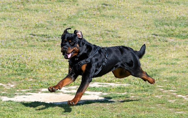 Treinamento de rottweiler