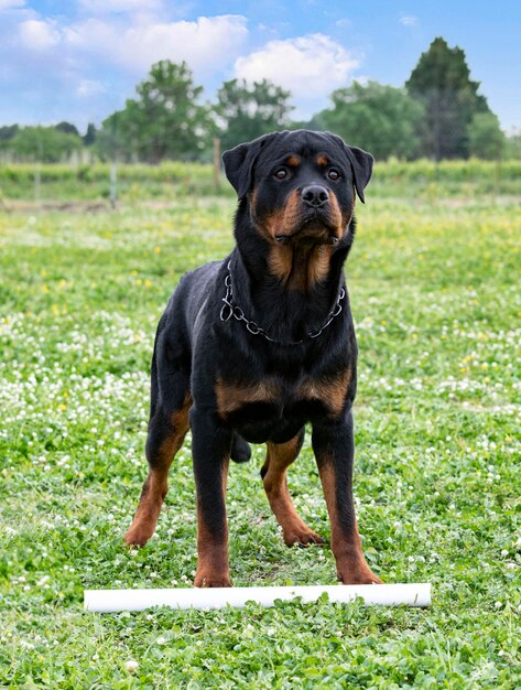 Treinamento de rottweiler