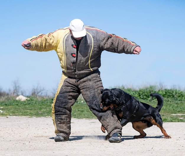 Treinamento de rottweiler