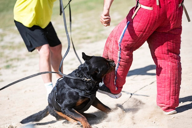 Treinamento de rottweiler