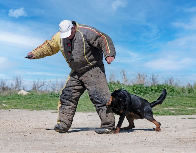 Treinamento de rottweiler