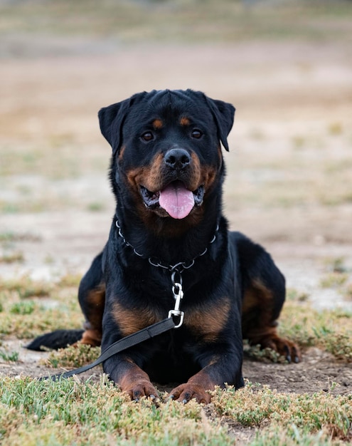 Treinamento de rottweiler