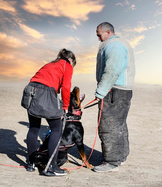 Treinamento de rottweiler