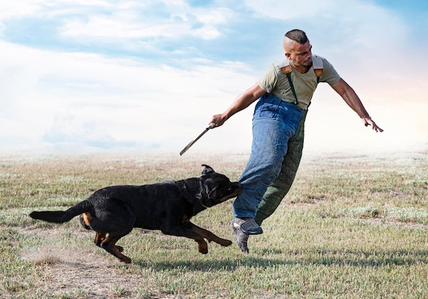 Treinamento de rottweiler