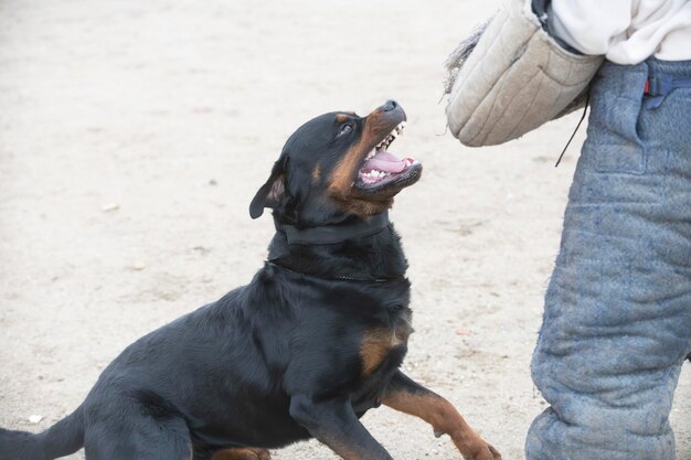 Treinamento de rottweiler