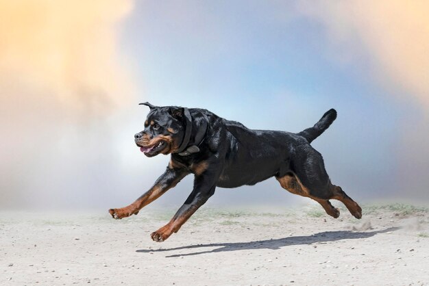 Treinamento de rottweiler