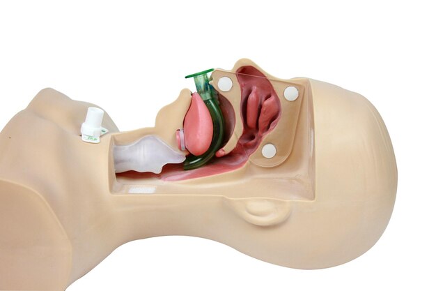 Treinamento de simulação médica das vias aéreas orofaríngeas sobre um fundo branco com trajeto de corte