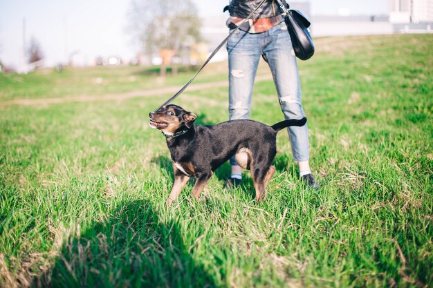 treinamento de um jovem cachorro preto na natureza.