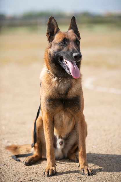 Treinamento do cachorro policial