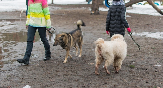 Treinar cães no inverno