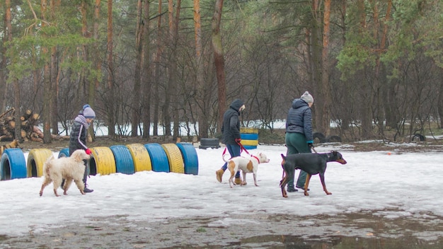 Treinar cães no inverno