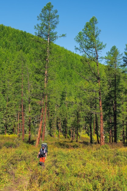 Trekking alpino, escalada a través de un prado verde con varios pastos a través de un bosque de coníferas de gran altura. Trekking en solitario con una mochila grande. Vista vertical.