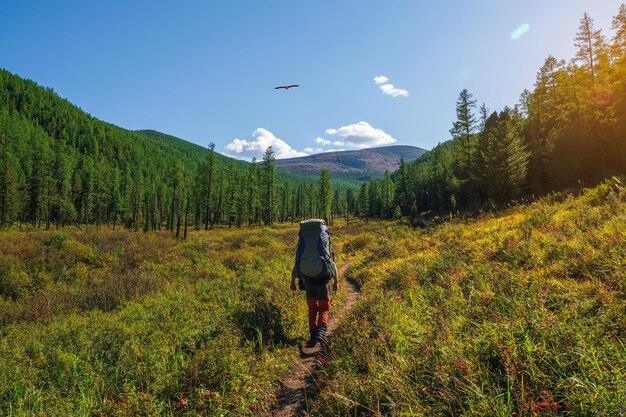 Trekking alpino, subindo por um prado verde com várias gramíneas através de uma floresta de coníferas de alta altitude. trekking solo com uma mochila grande.