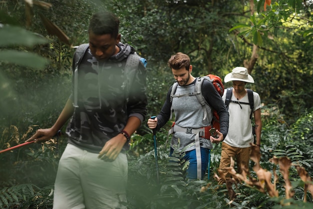 Trekking en un bosque