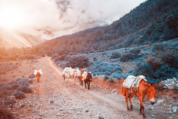 Trekking con burros